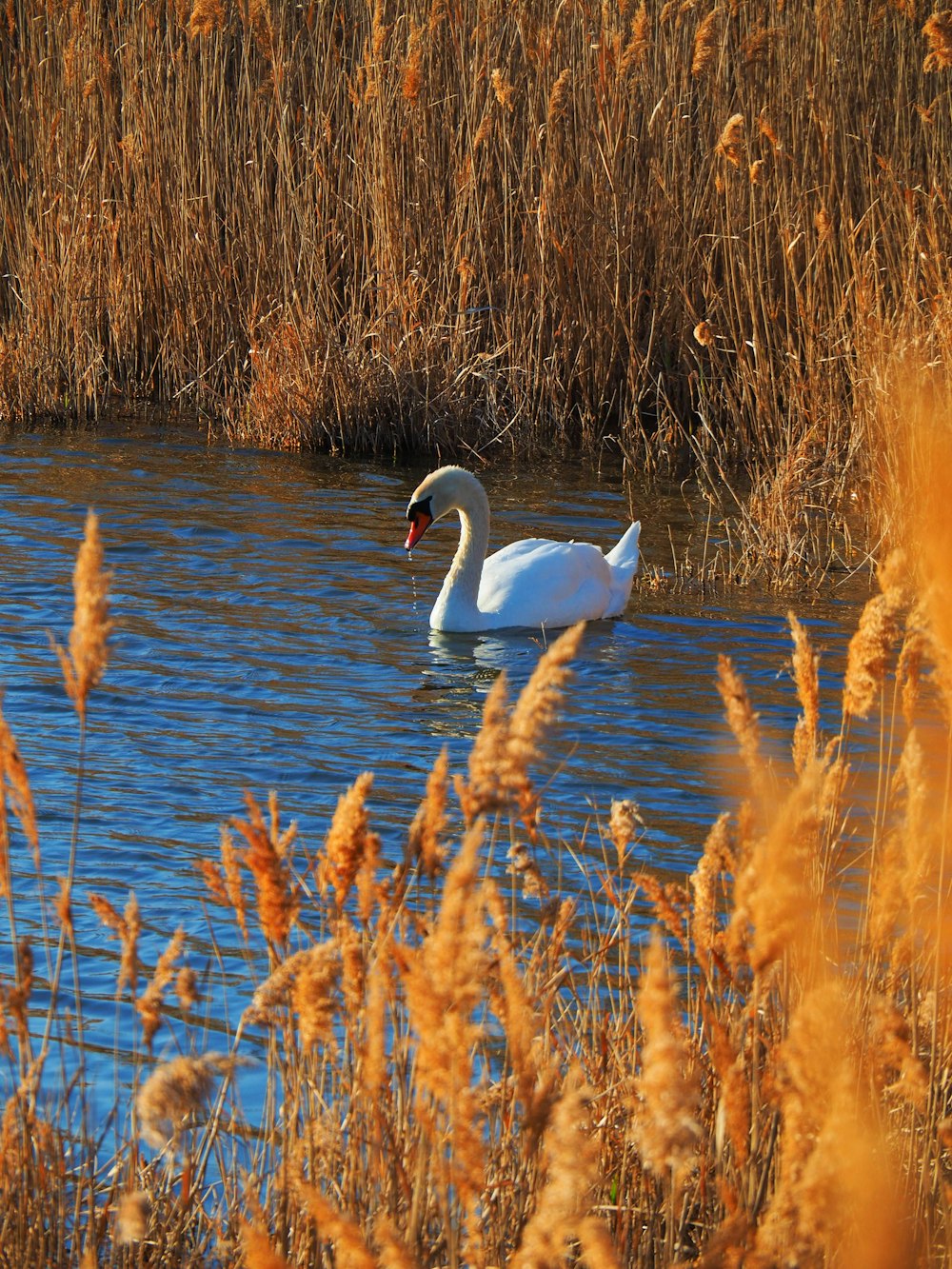 a white swan swimming in a pond surrounded by tall grass
