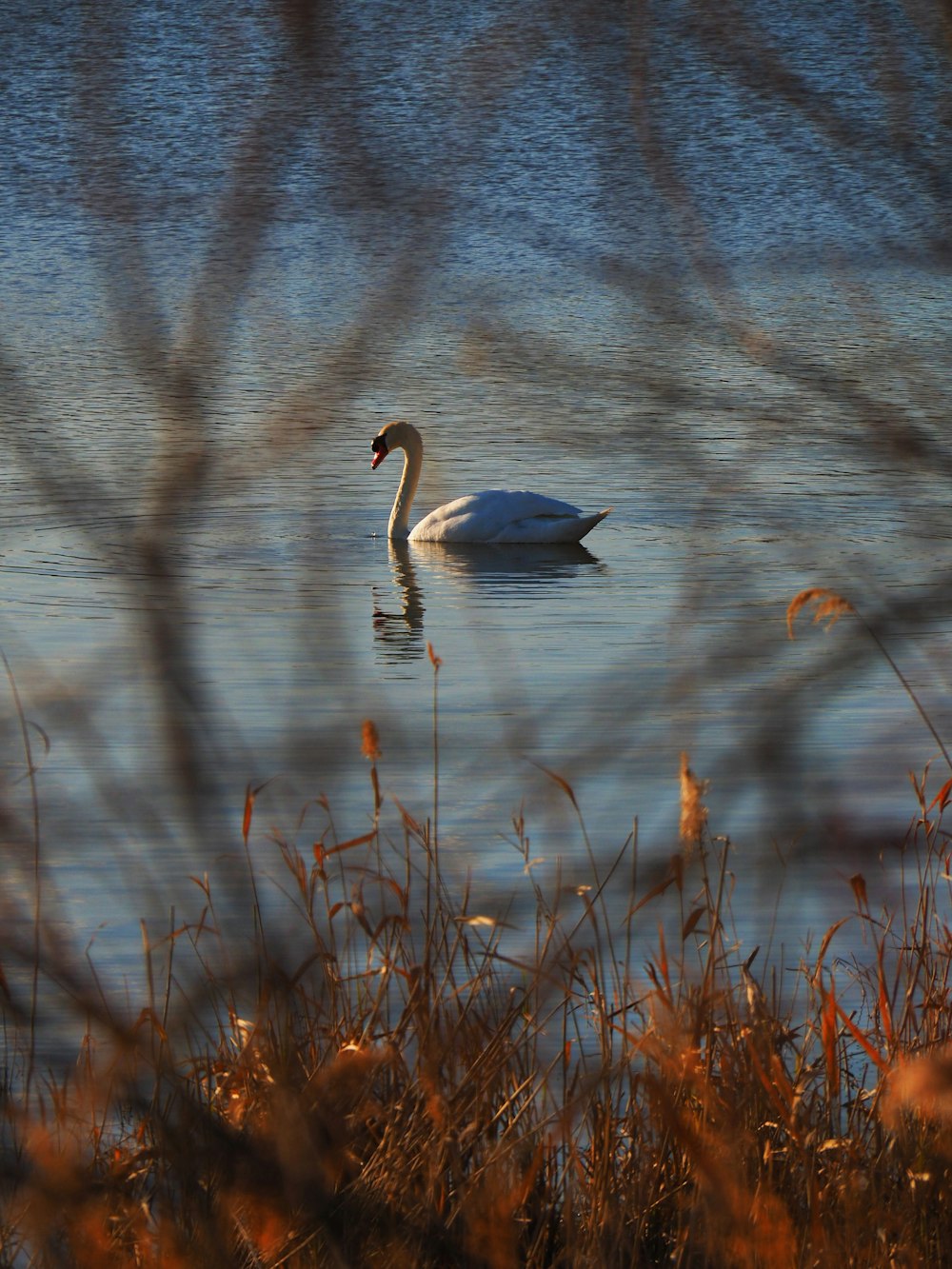 a swan is swimming in a body of water