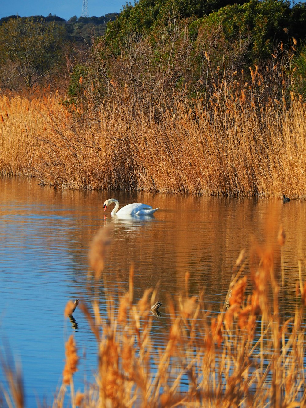 a white swan swimming in a lake surrounded by tall grass