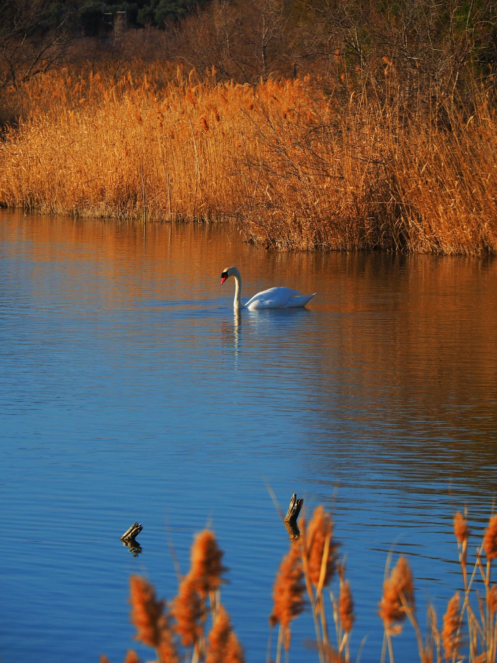 a swan is swimming in a lake surrounded by tall grass