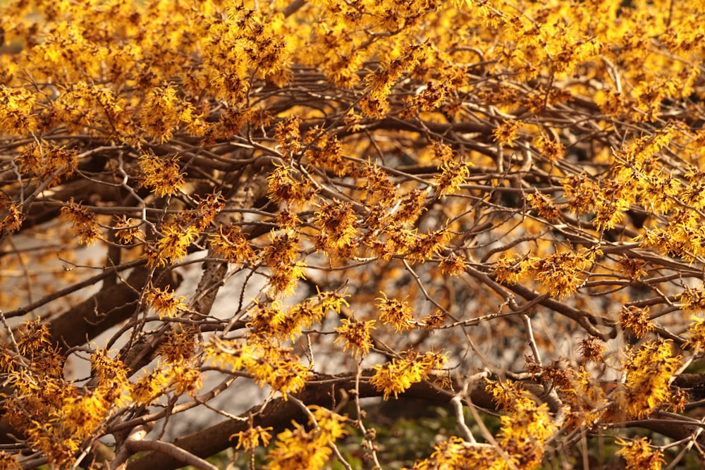 a tree with yellow flowers in a field