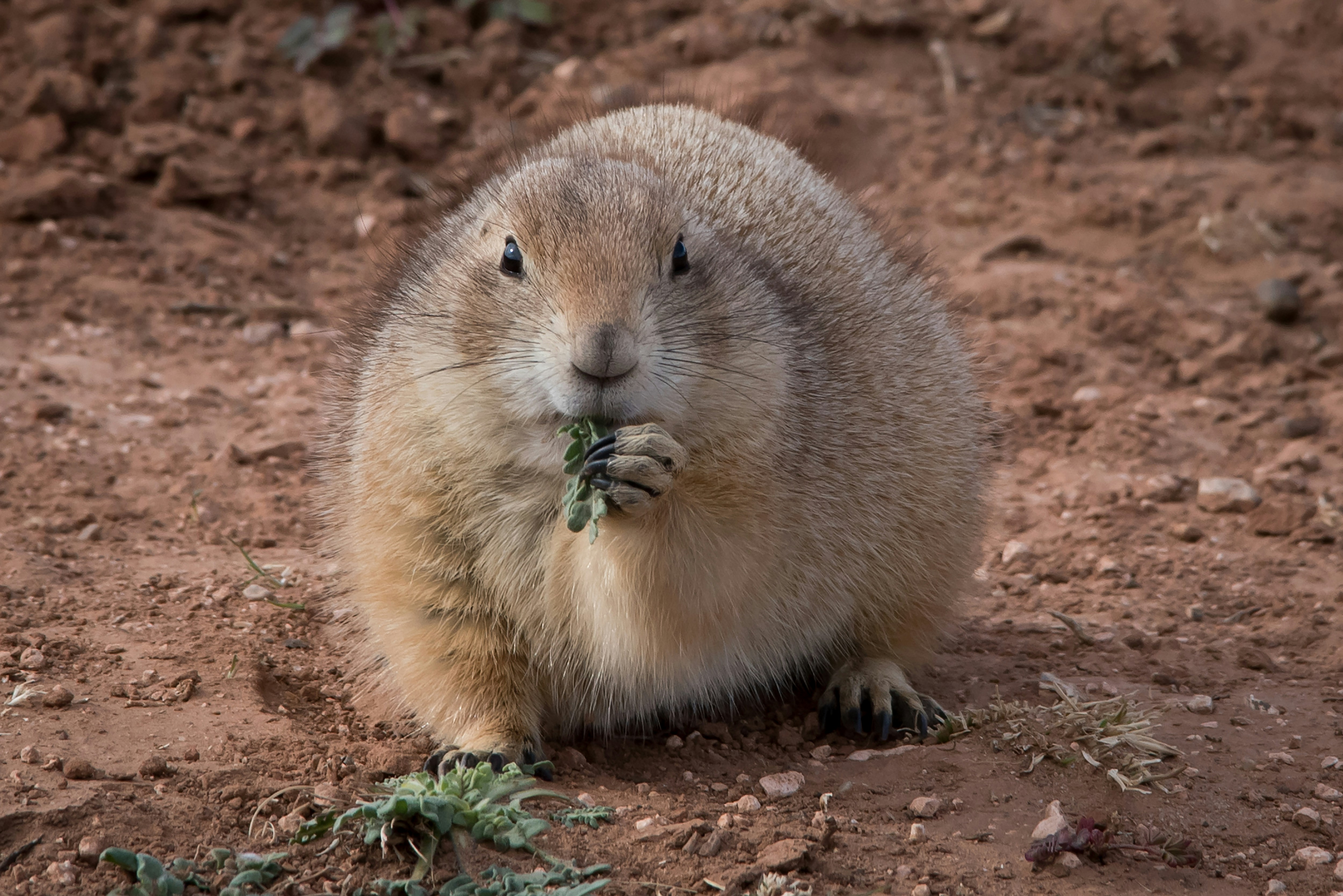 a groundhog eating a plant in the dirt
