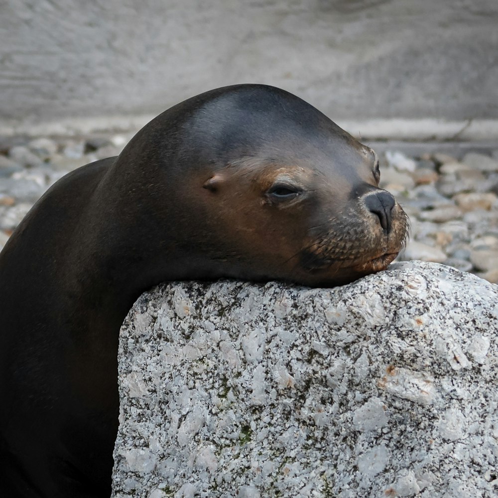 a seal laying on top of a large rock