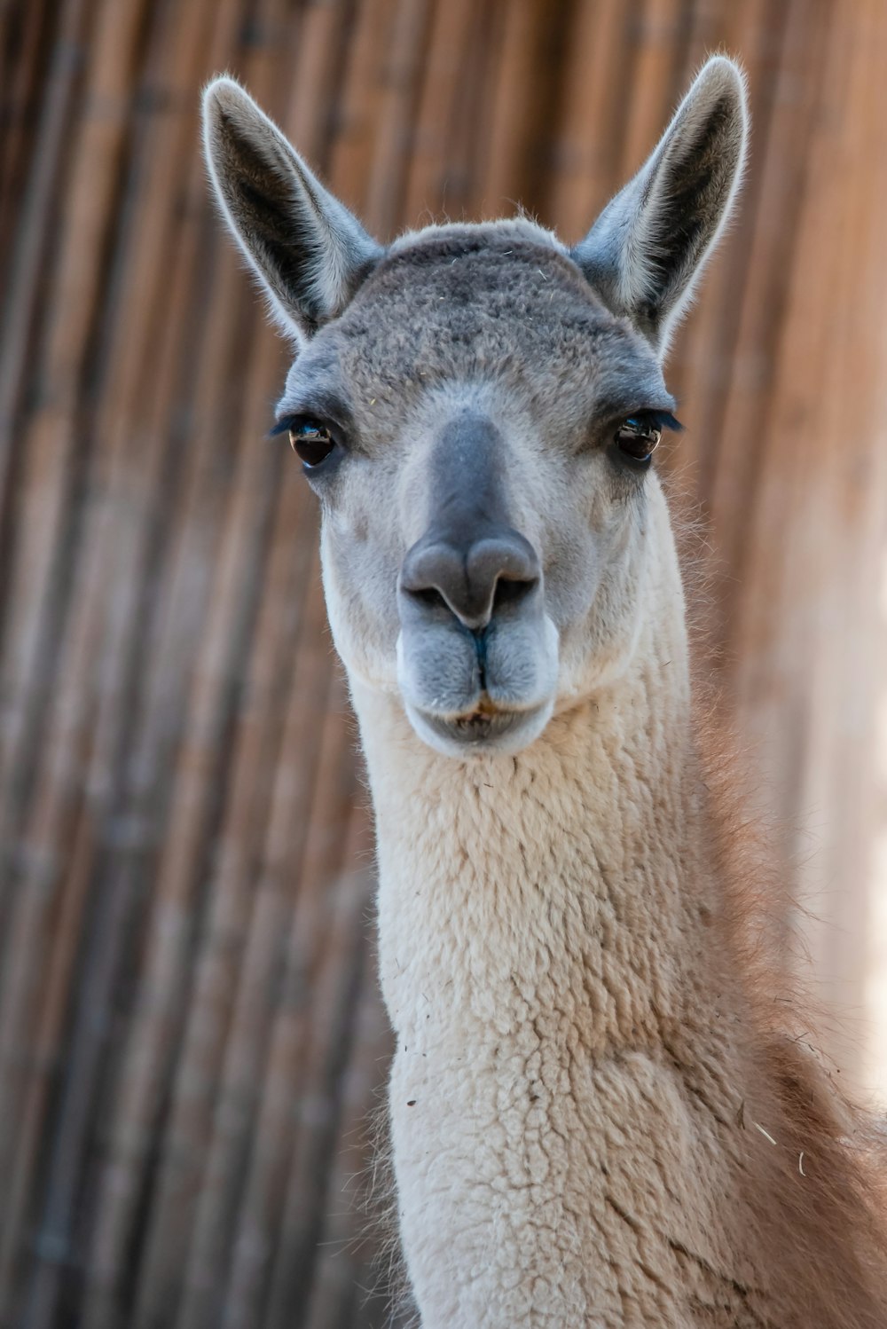 a close up of a llama with a wooden background