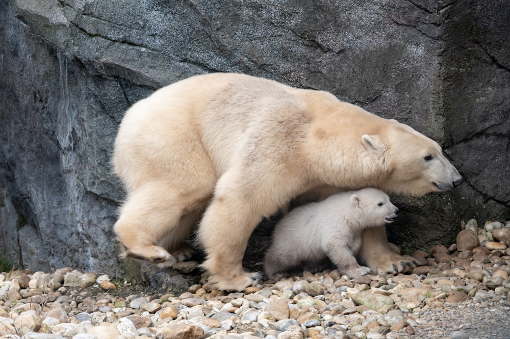 a mother polar bear and her two cubs