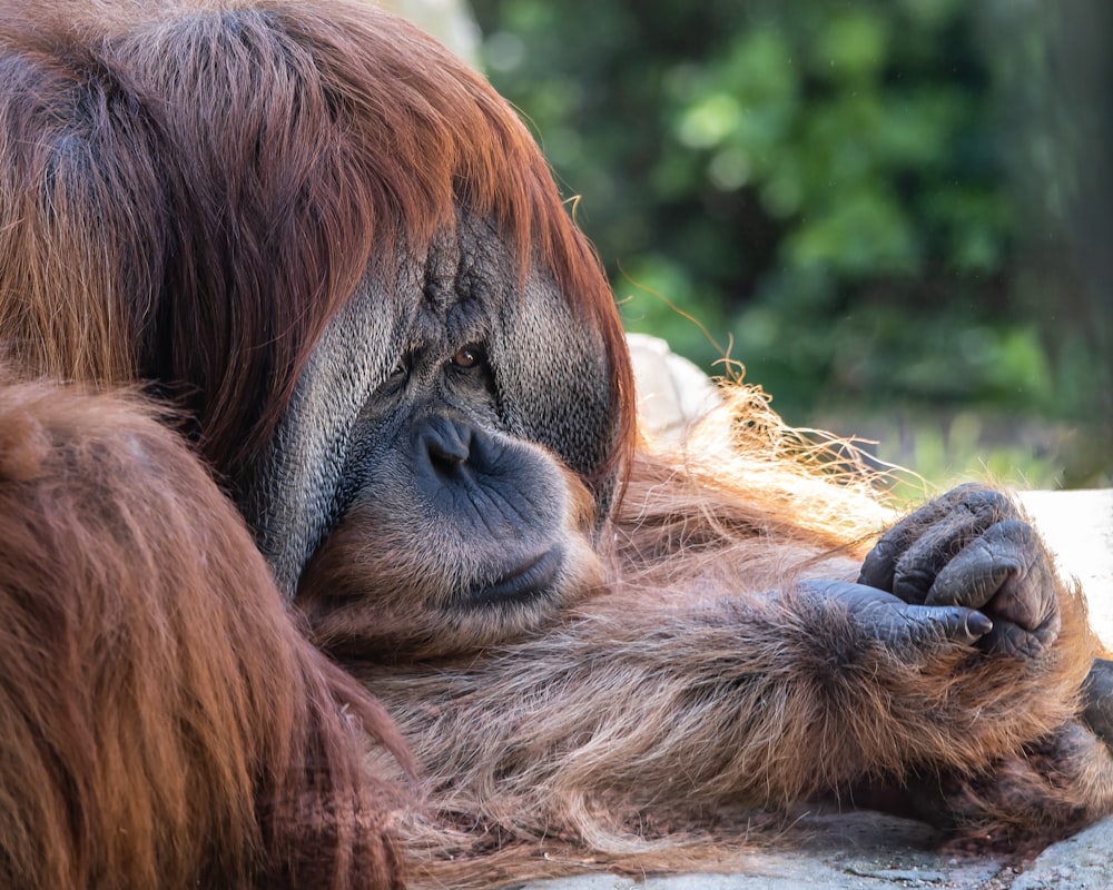 Gros plan d’un singe allongé sur un rocher