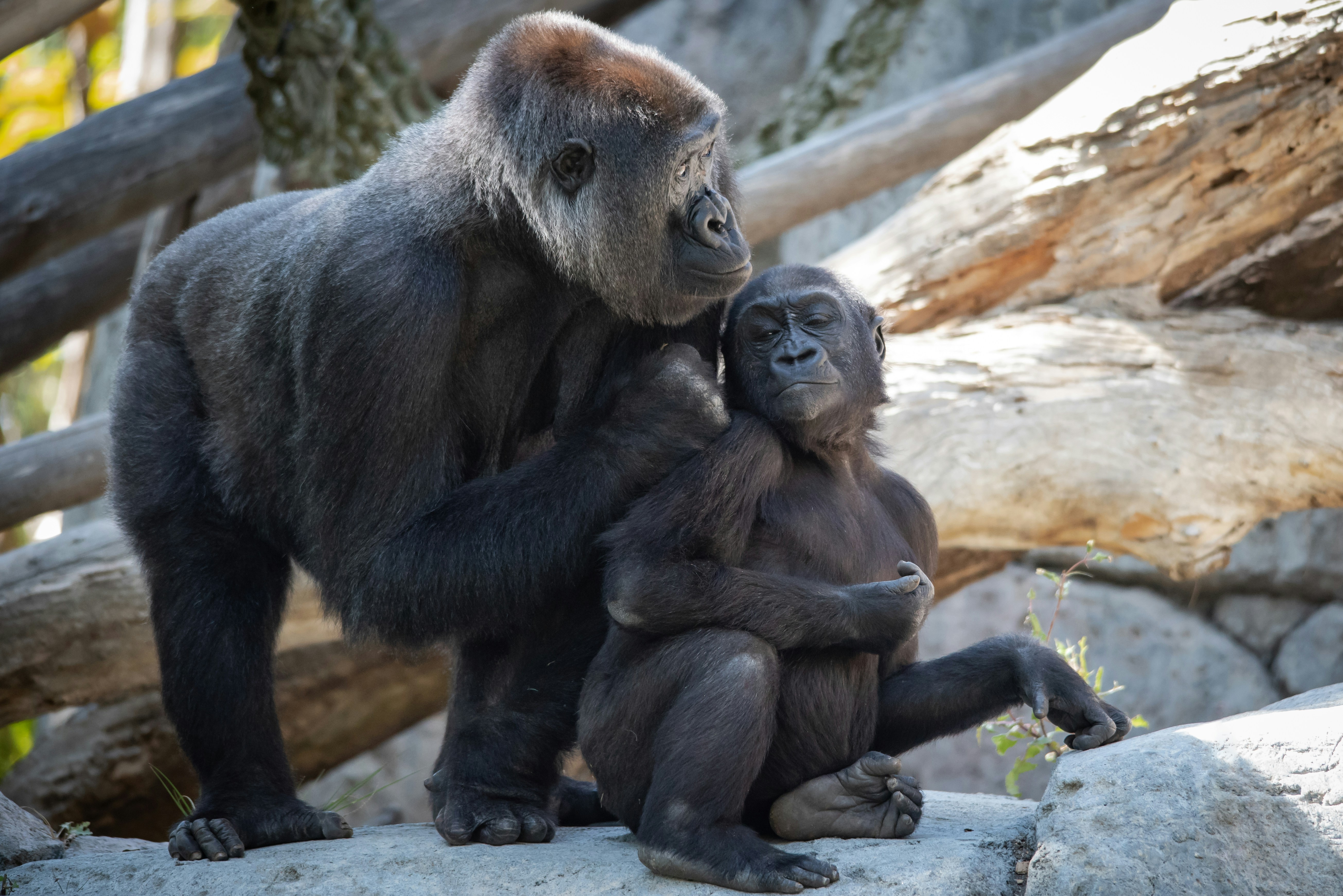 a mother gorilla hugging her baby on a rock