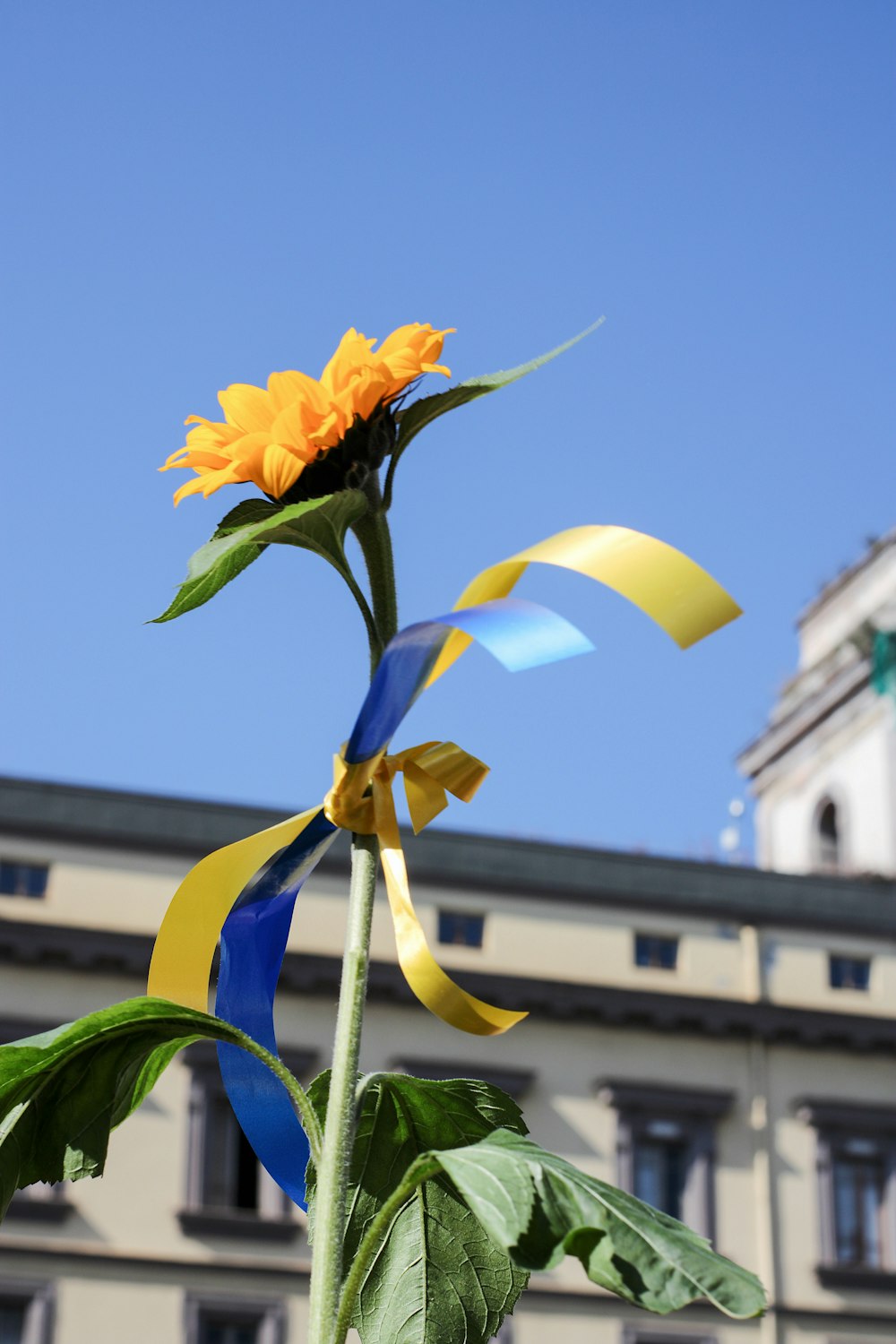 a yellow flower with a blue ribbon around it