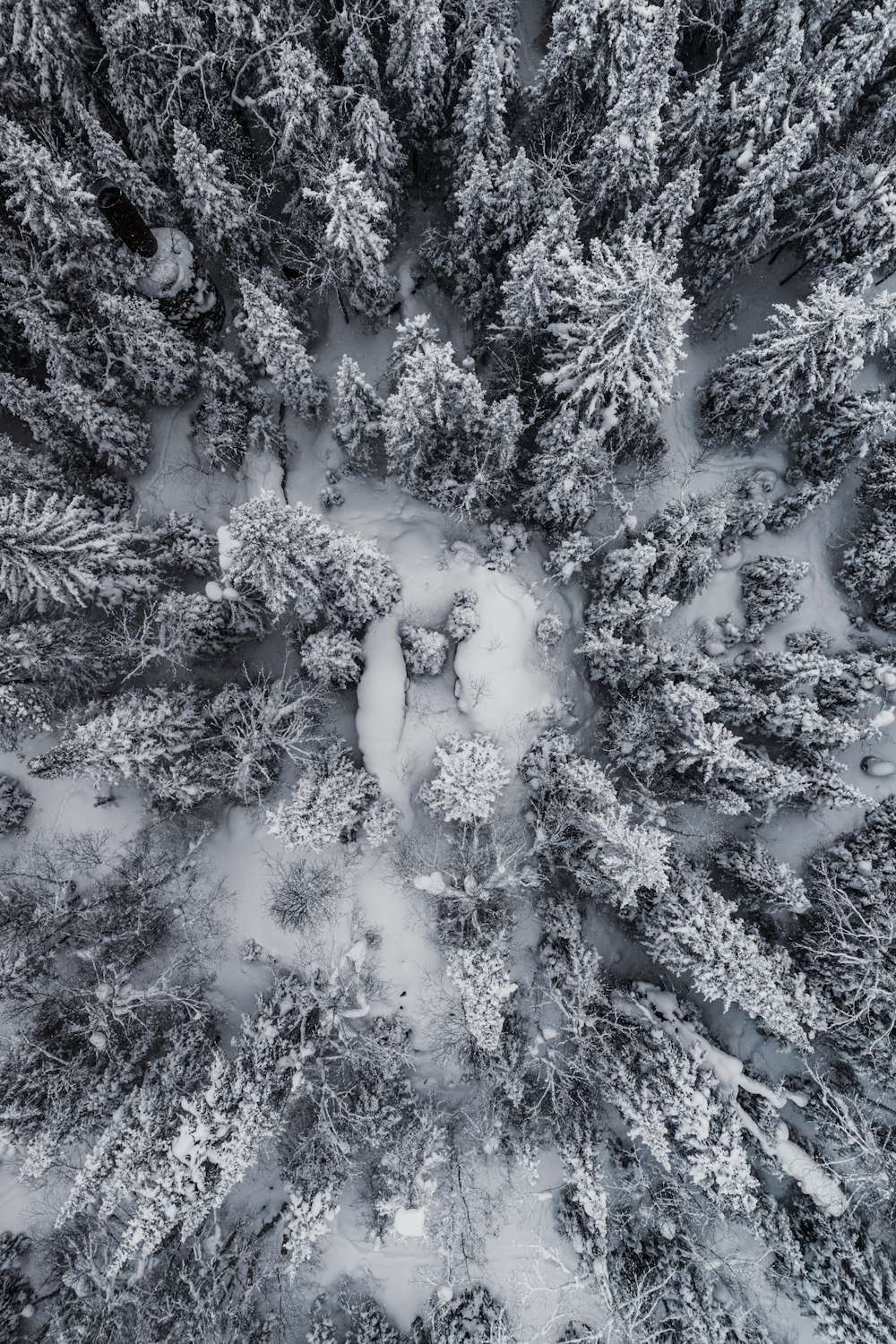 Una vista aérea de un bosque cubierto de nieve