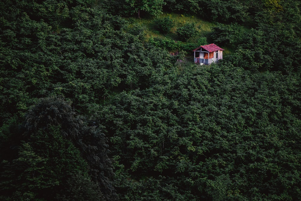 a small cabin nestled in the middle of a forest