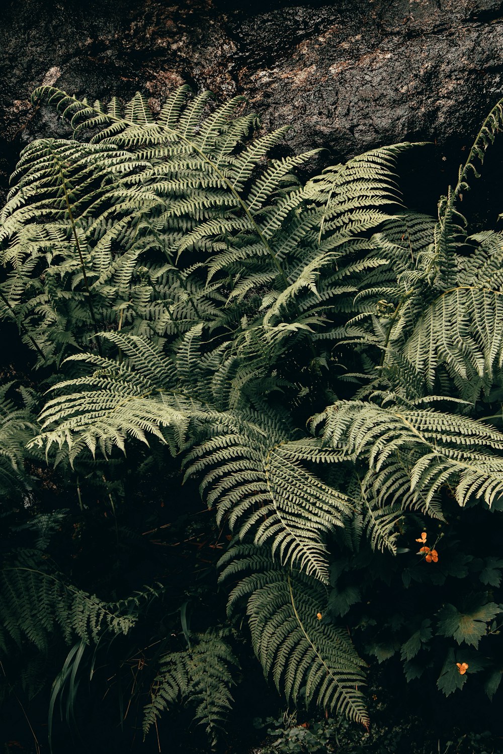 a bunch of green plants that are next to a rock