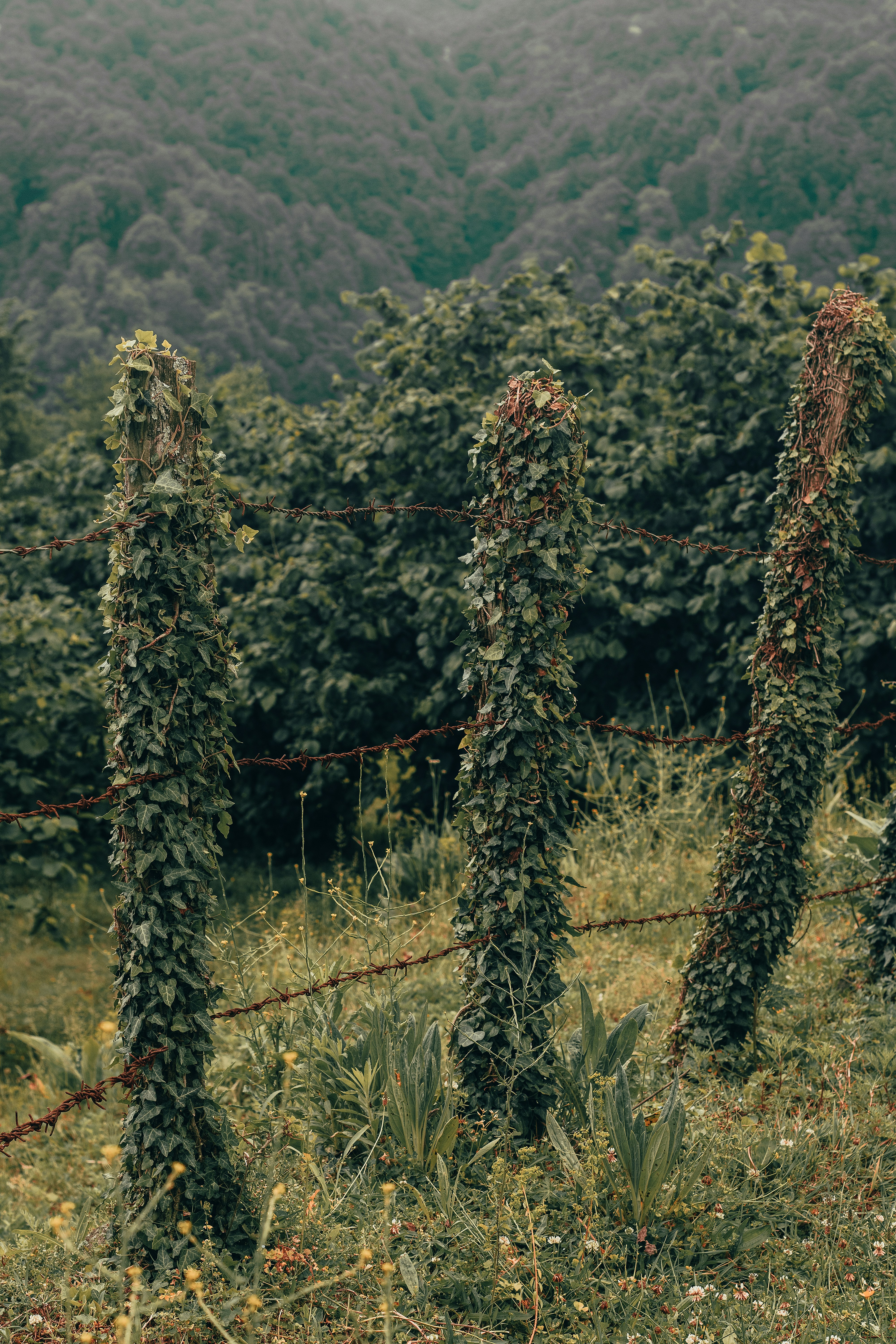 a bunch of vines hanging from a wire fence