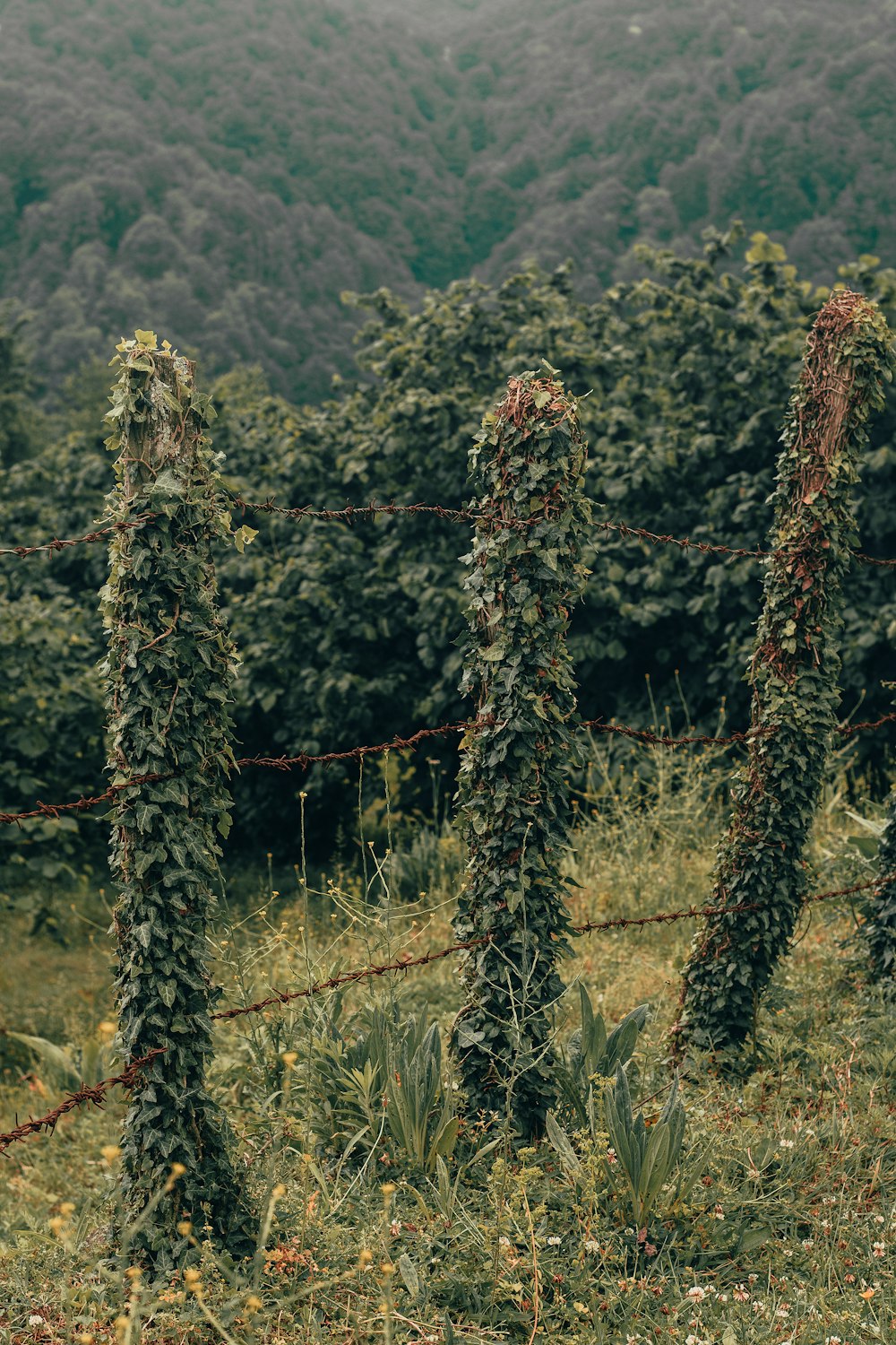 a bunch of vines hanging from a wire fence