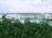 A marina with several boats and yachts docked at the pier. The water is calm, reflecting the boats. In the foreground, there is a dense patch of green foliage. The background features a hilly area with trees and some buildings.