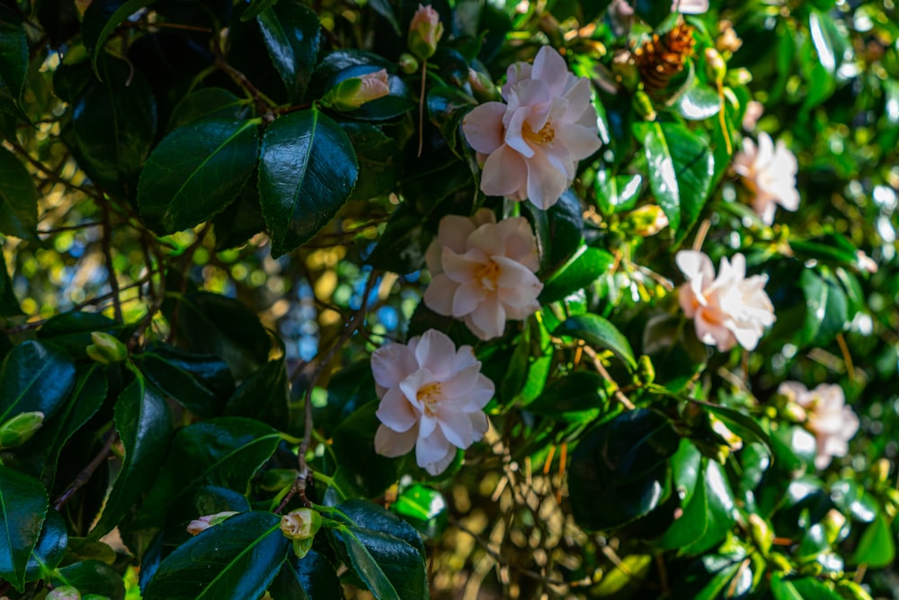 a bush with pink flowers and green leaves