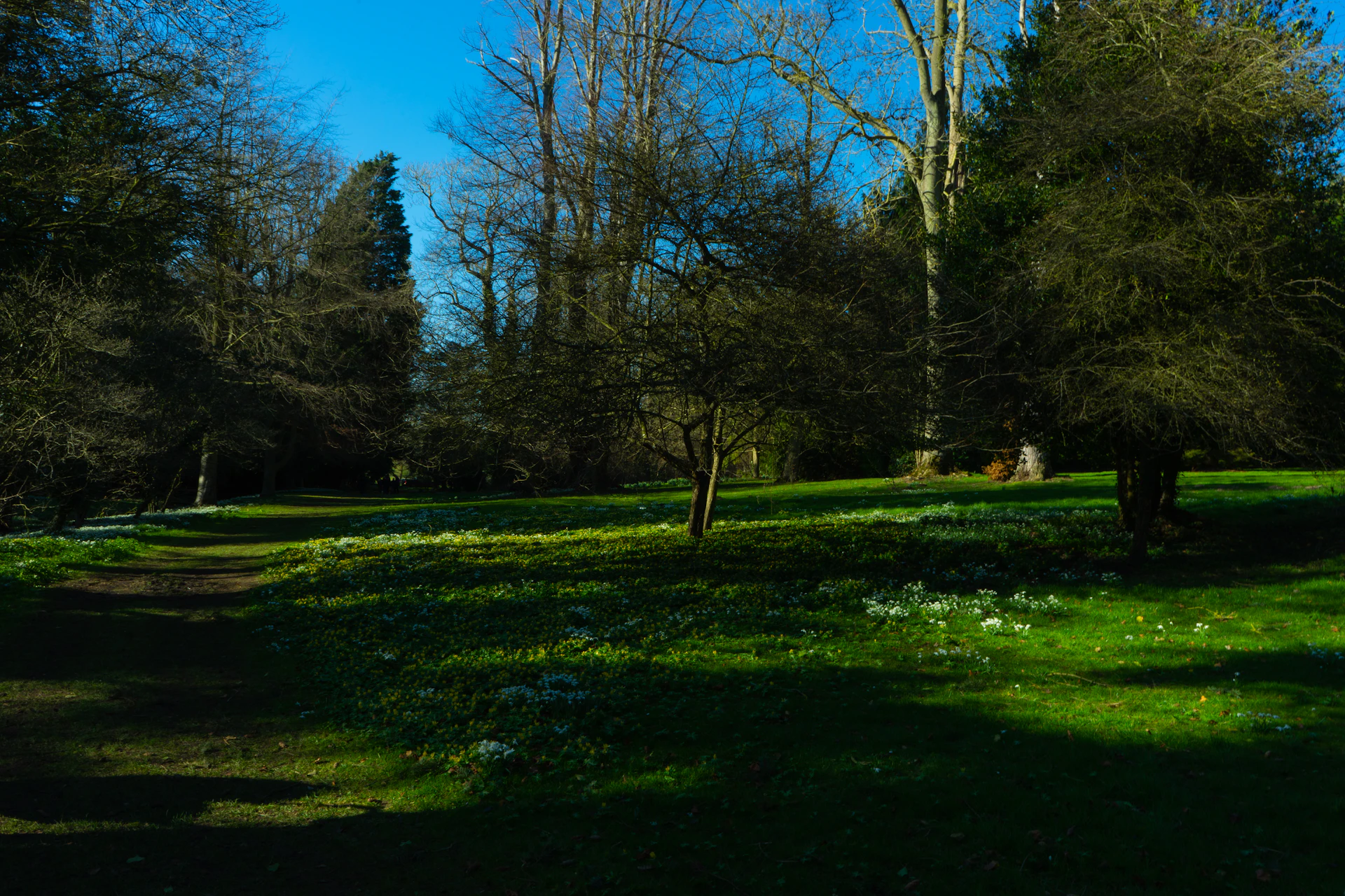 a grassy field with trees in the background
