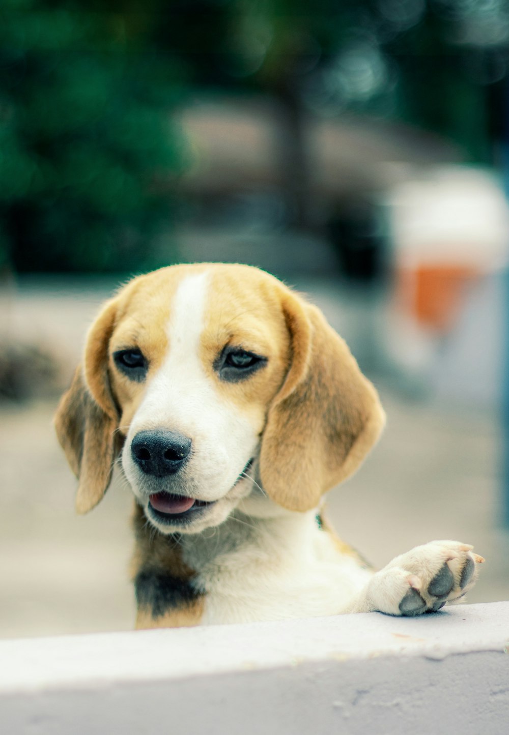 a brown and white dog sitting on top of a cement wall