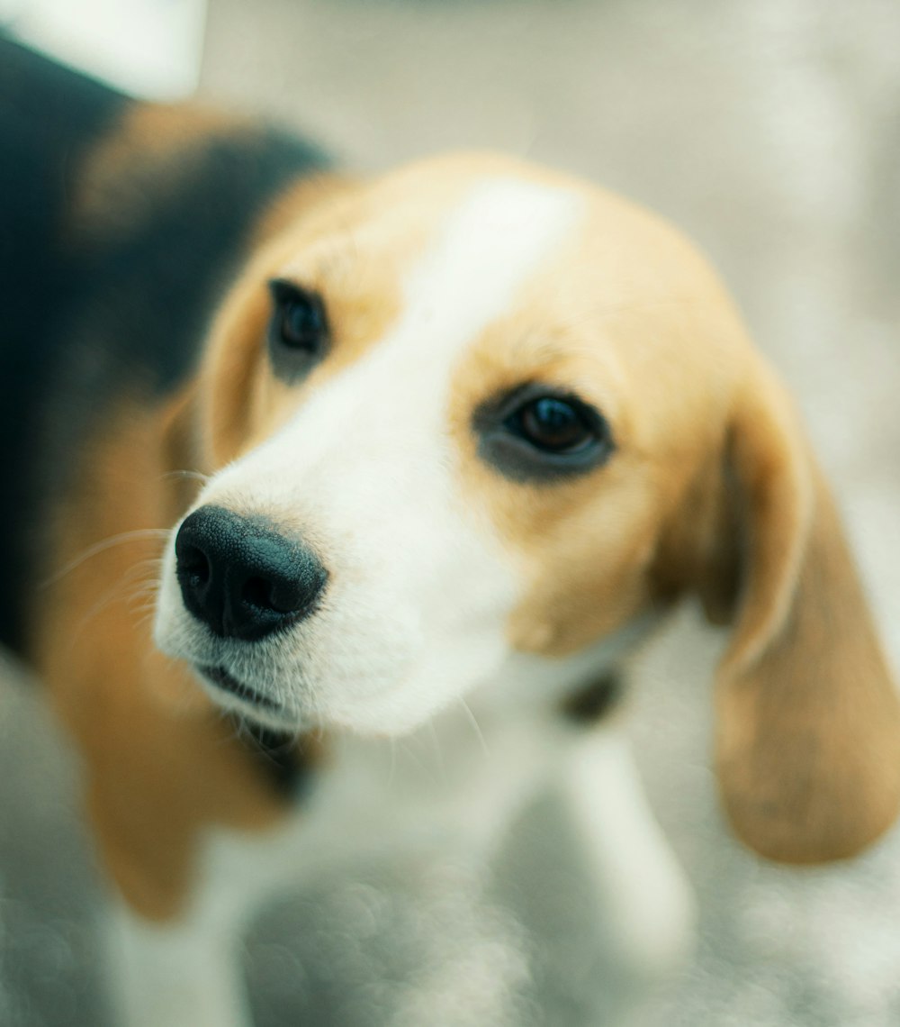 a close up of a dog's face with a blurry background