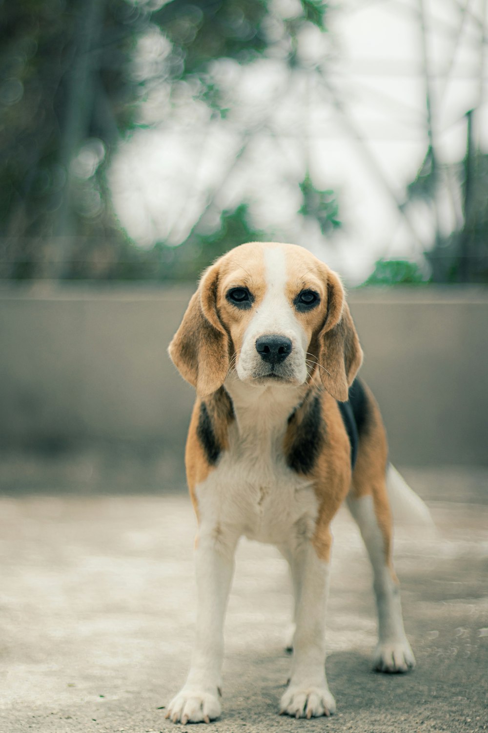 a small beagle dog standing on top of a cement floor