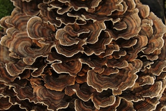 a close up of a very large mushroom