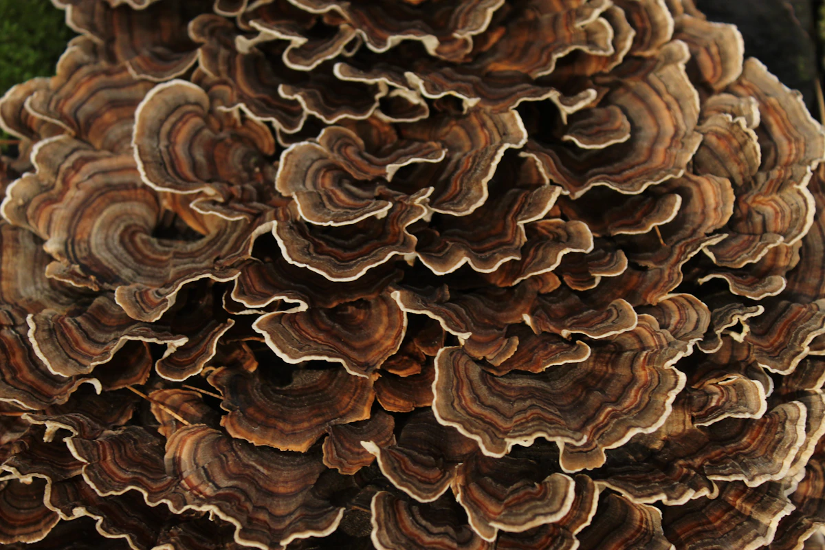 A large layered mushroom cluster resembling hen of the woods