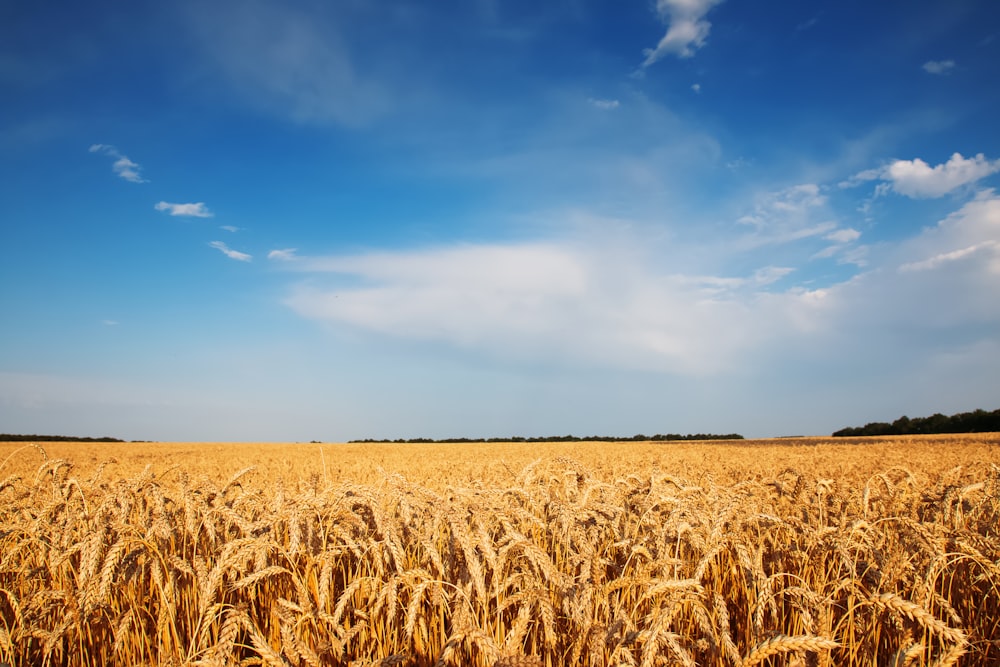 a field of ripe wheat under a blue sky