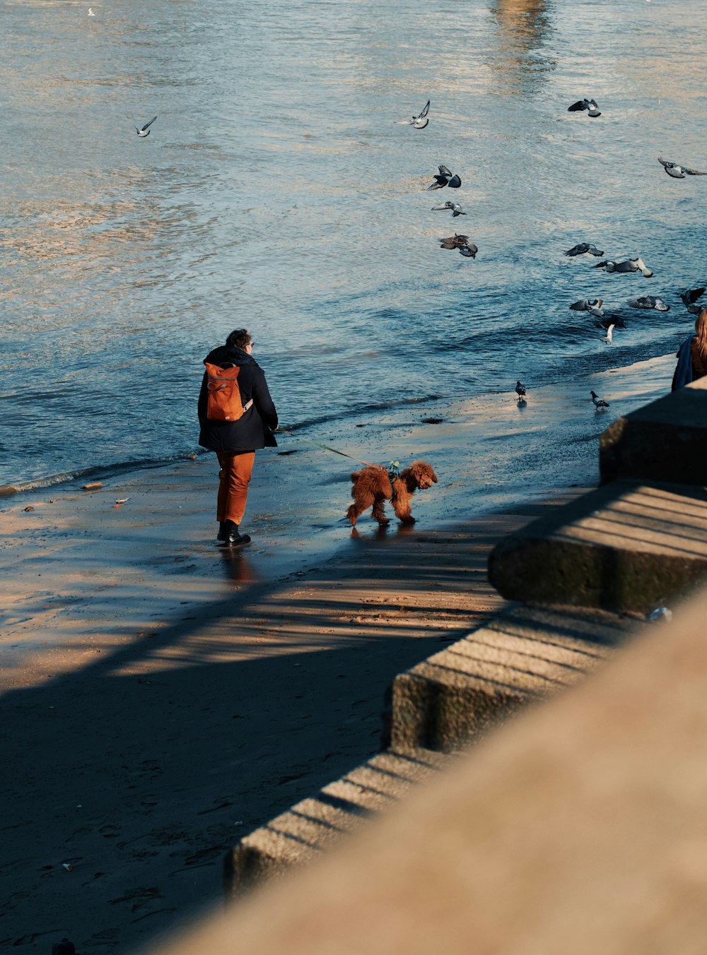 eine Person, die mit zwei Hunden an der Leine spazieren geht