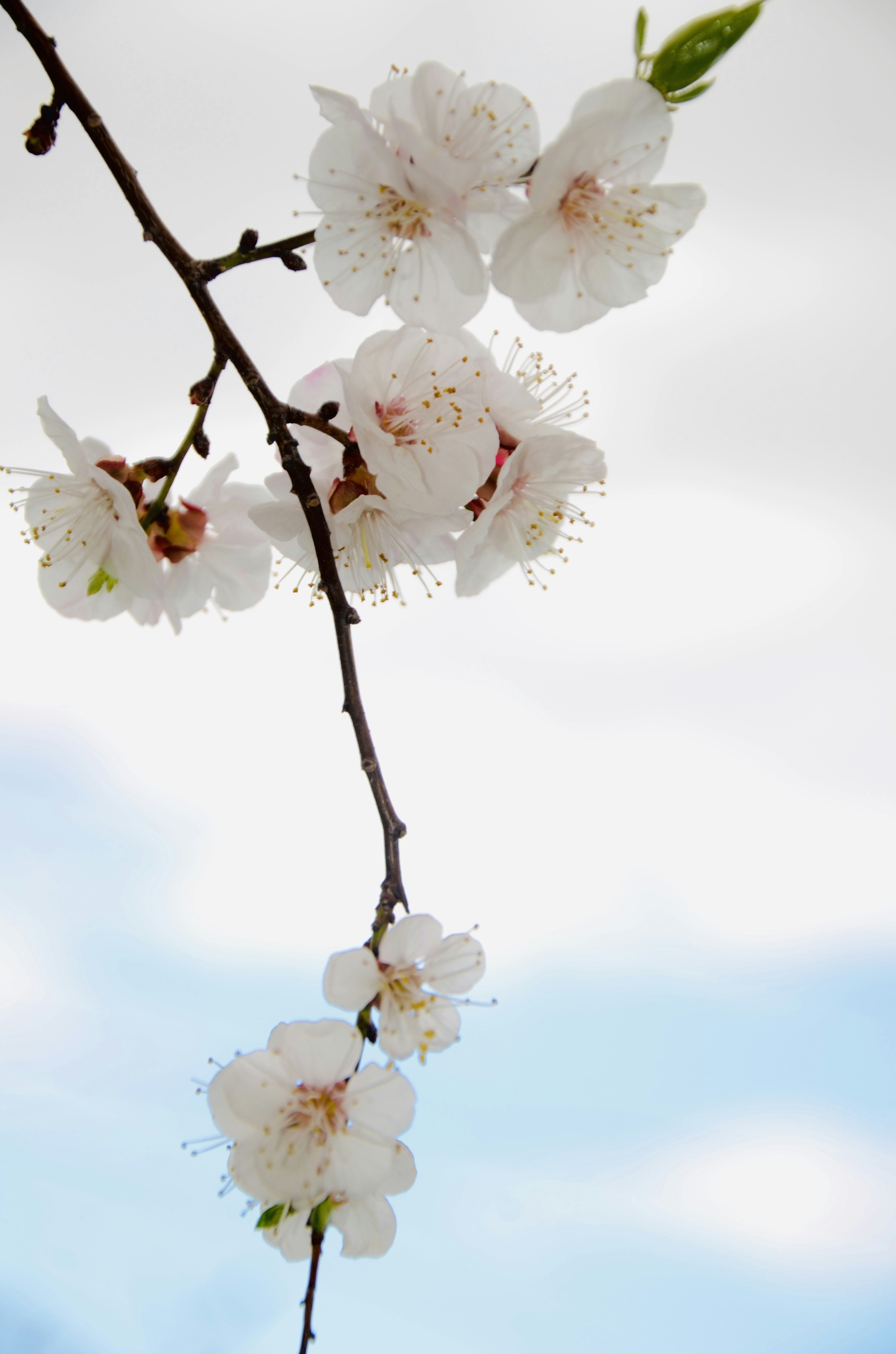 Photo by algumayly
