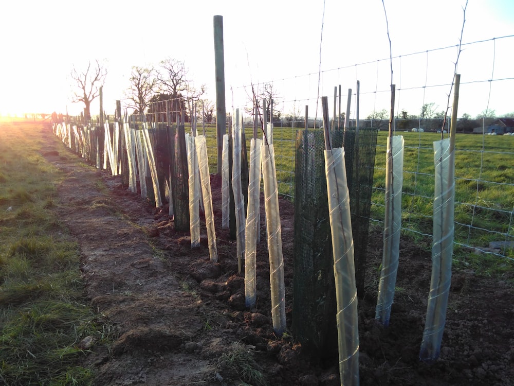 a row of trees in a field behind a fence