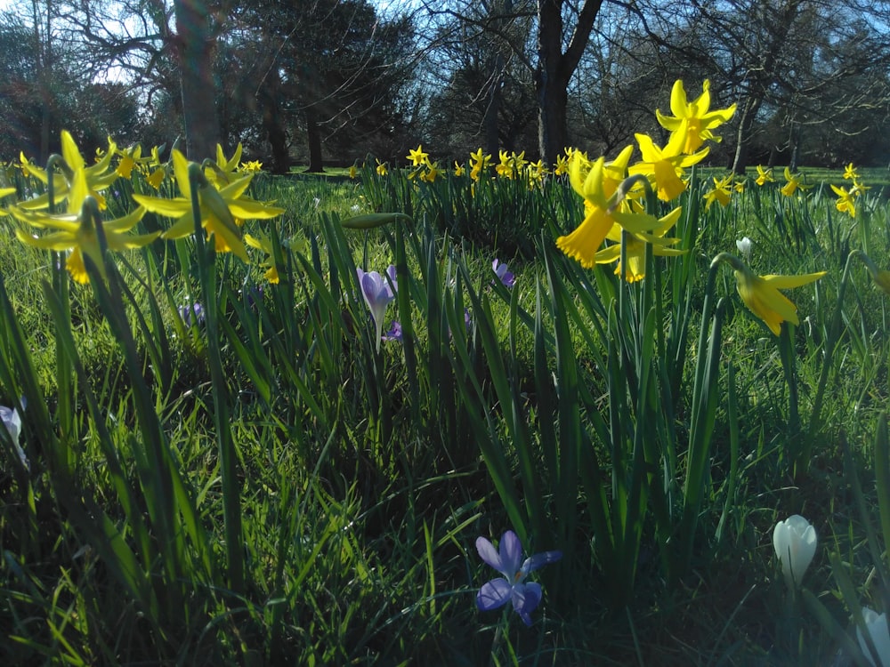 Un campo lleno de flores amarillas y moradas