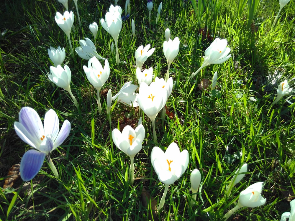 Un grupo de flores blancas y púrpuras en la hierba