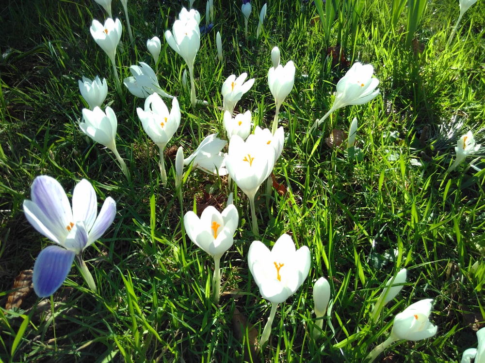 a group of white and purple flowers in the grass
