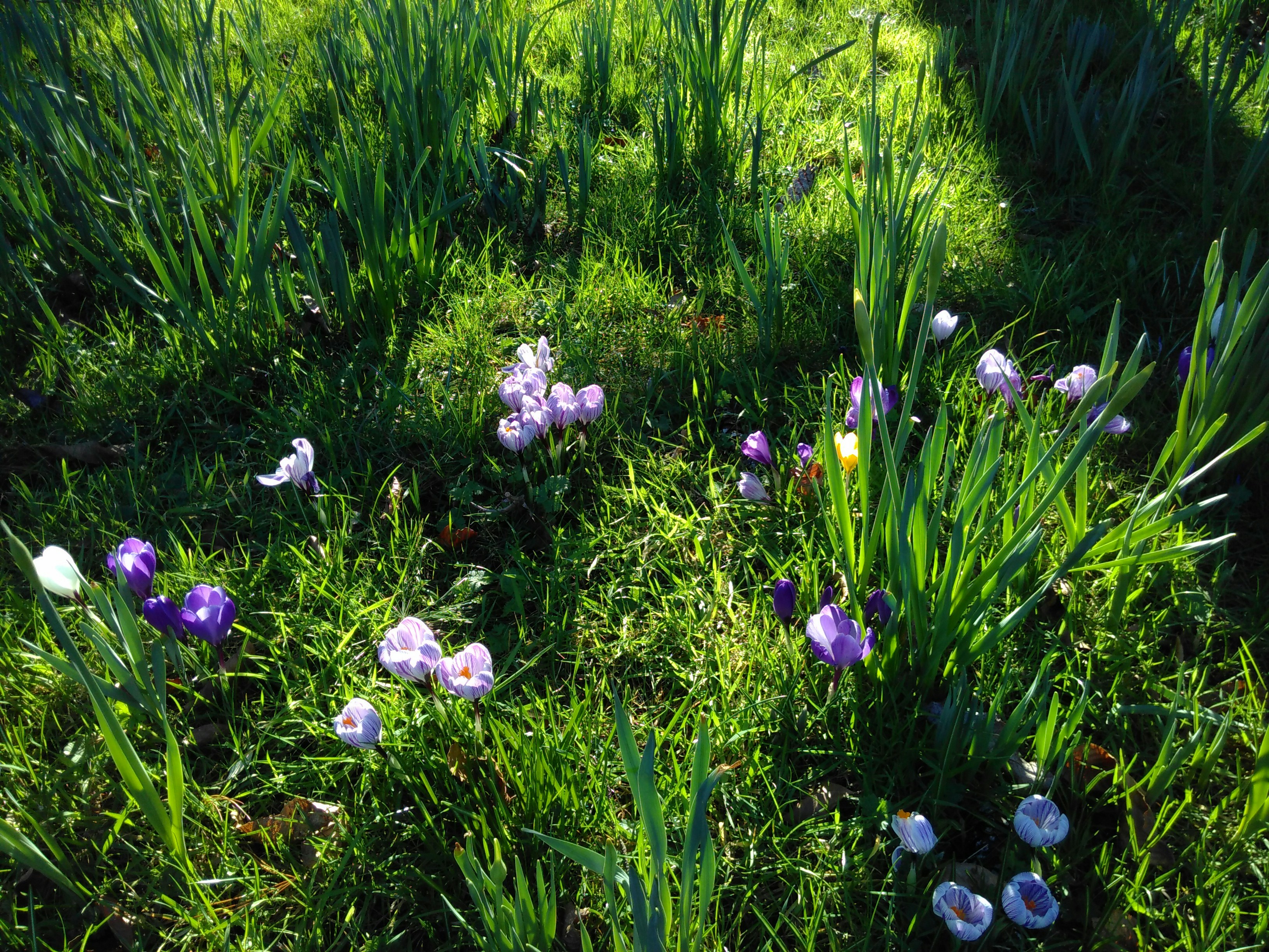 Foto Seikat bunga yang ada di rumput – Gambar Mata air Gratis di Unsplash