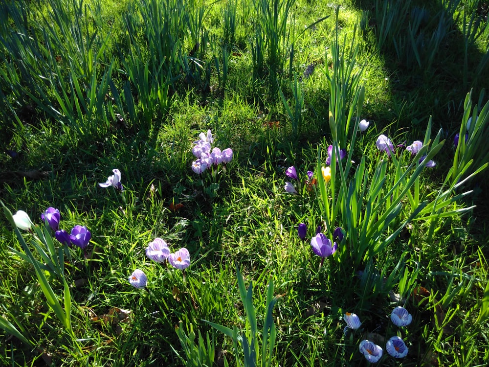 un ramo de flores que están en la hierba