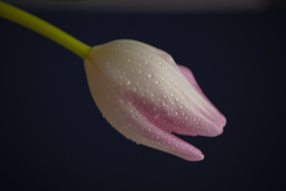 a single pink flower with water droplets on it