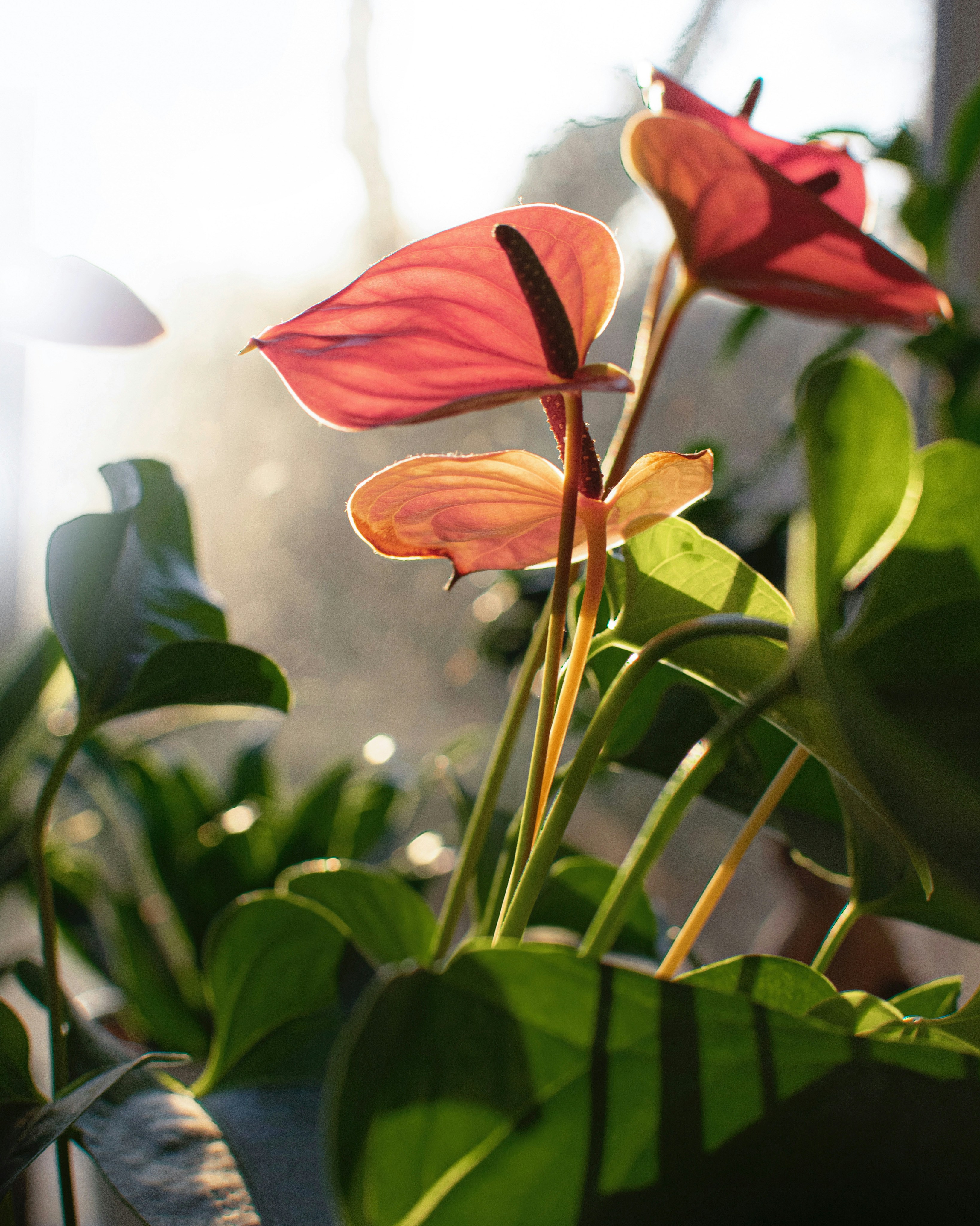 Photo by abbeyphotography