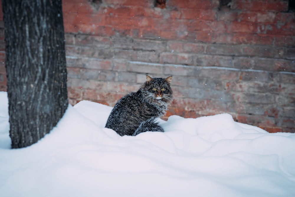 a cat sitting in the snow next to a tree
