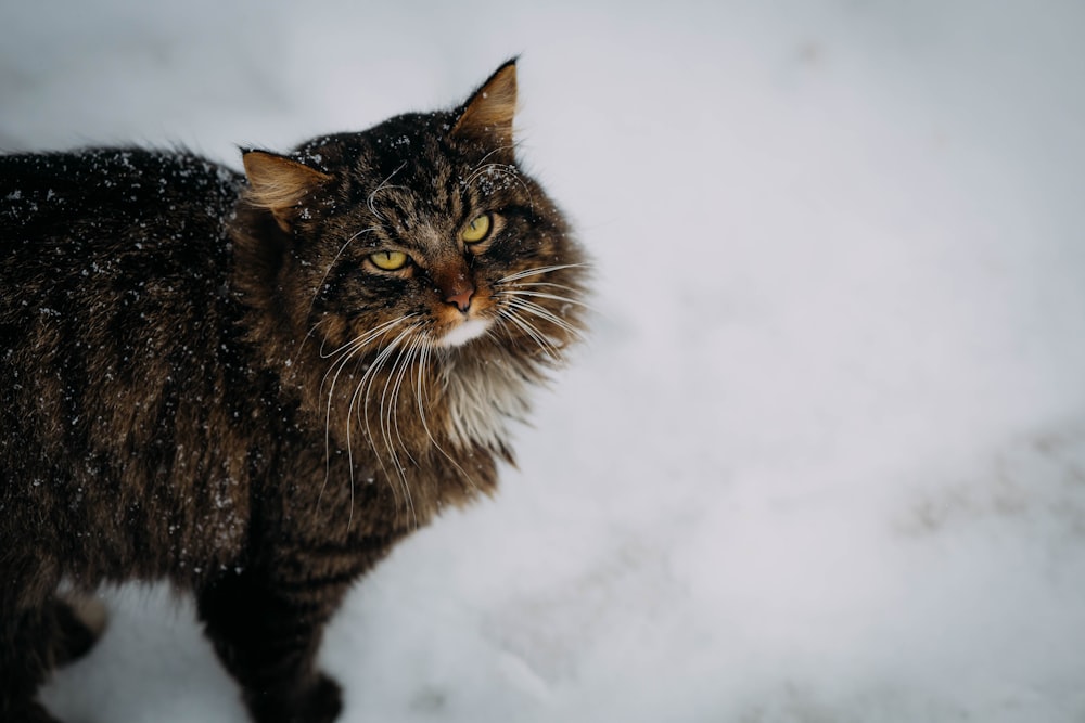 a cat standing in the snow looking at the camera