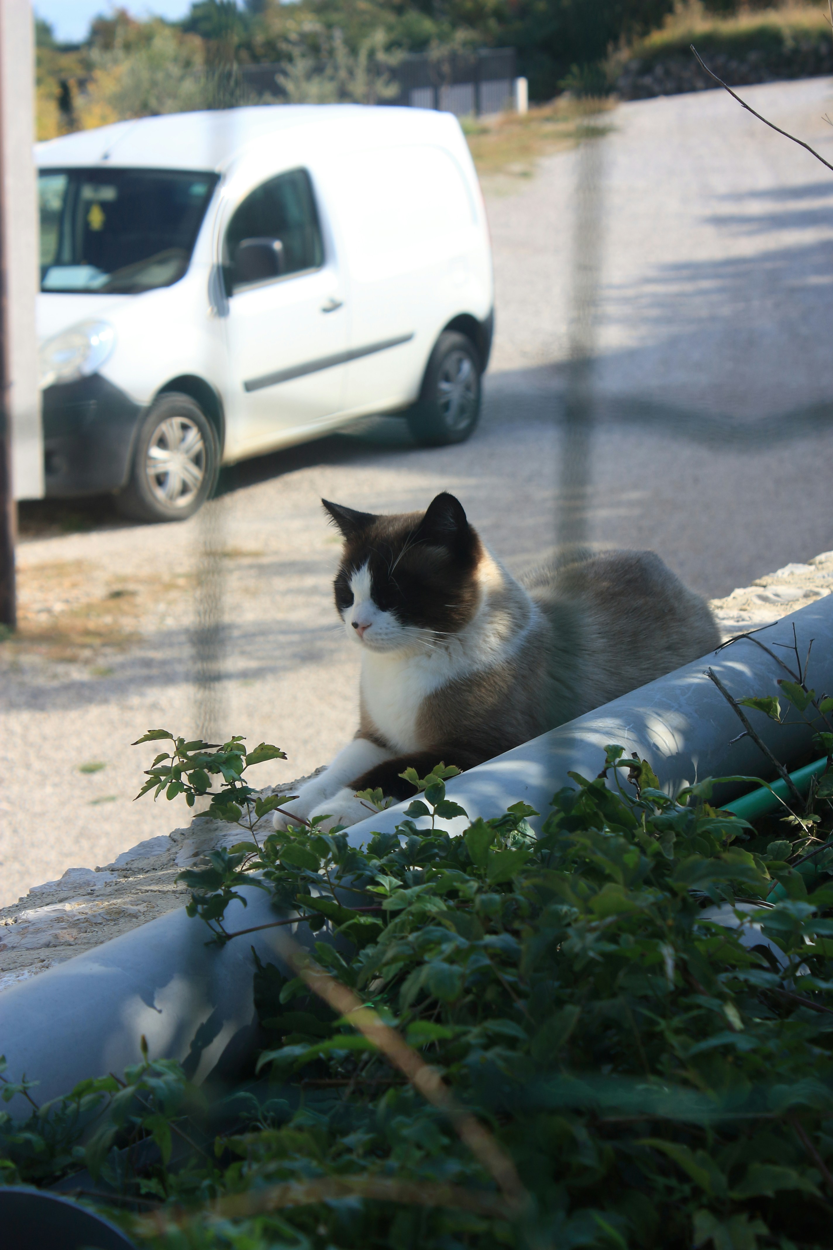 a black and white cat sitting on the side of a road