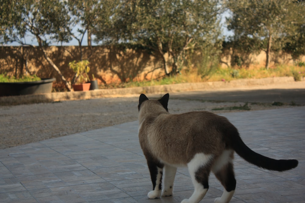 a cat standing on a patio looking at something