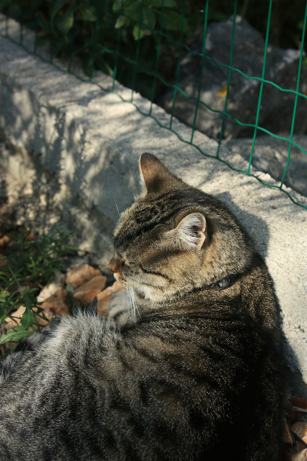 a cat laying on the ground next to a fence