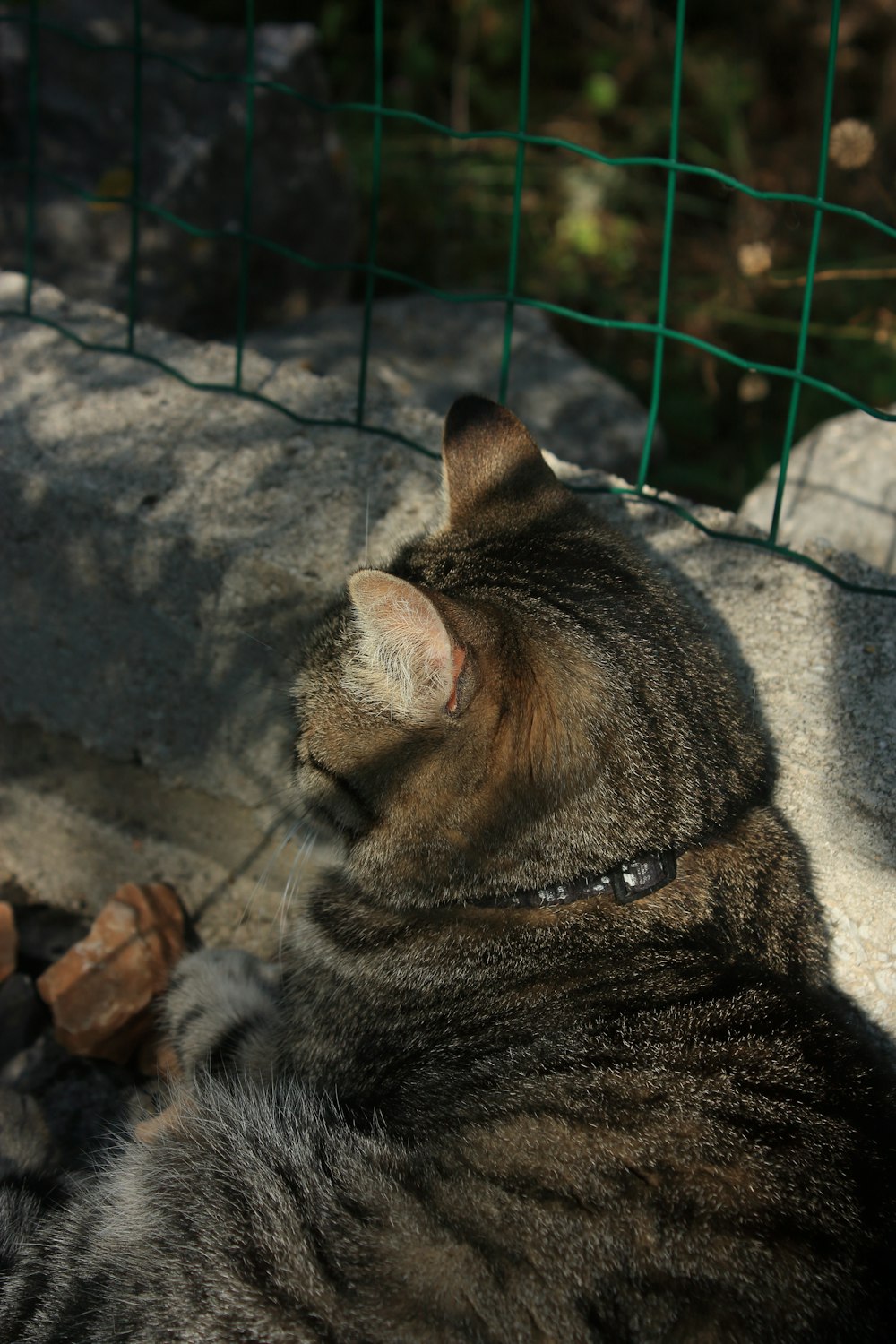 Un gatto che giace sulla cima di una roccia vicino a una recinzione