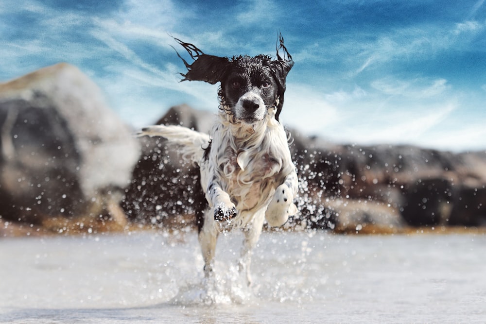 a dog running through a body of water