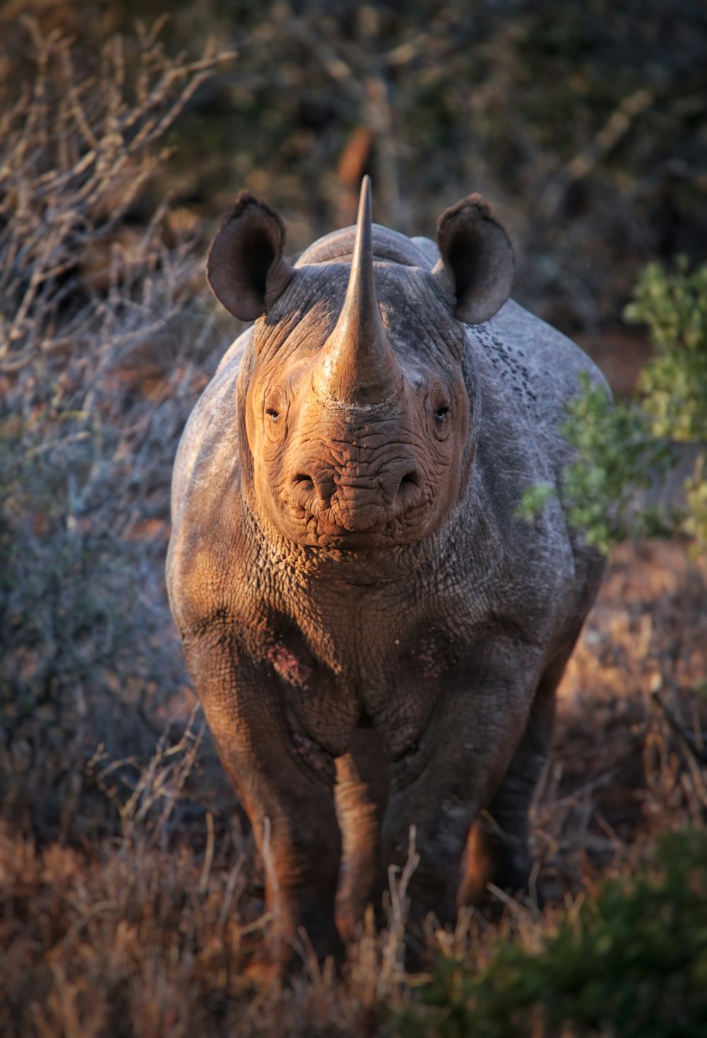 a rhinoceros standing in a field with trees in the background