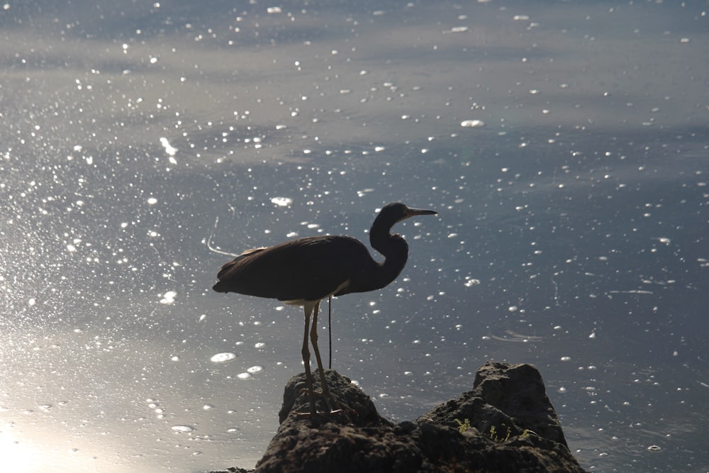 a bird is standing on a rock in the water