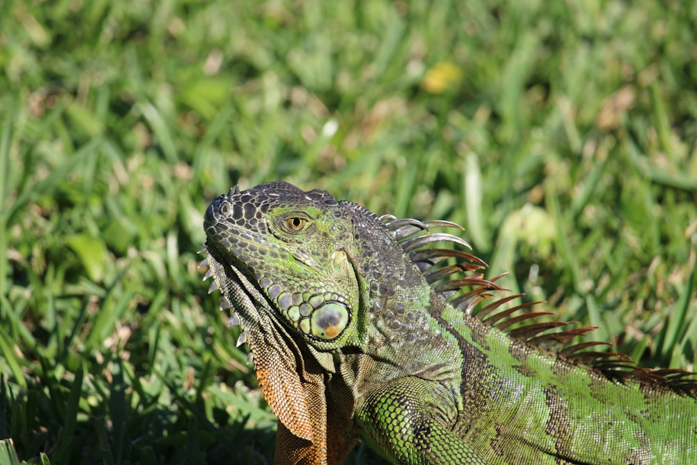 an iguana in the grass with its mouth open