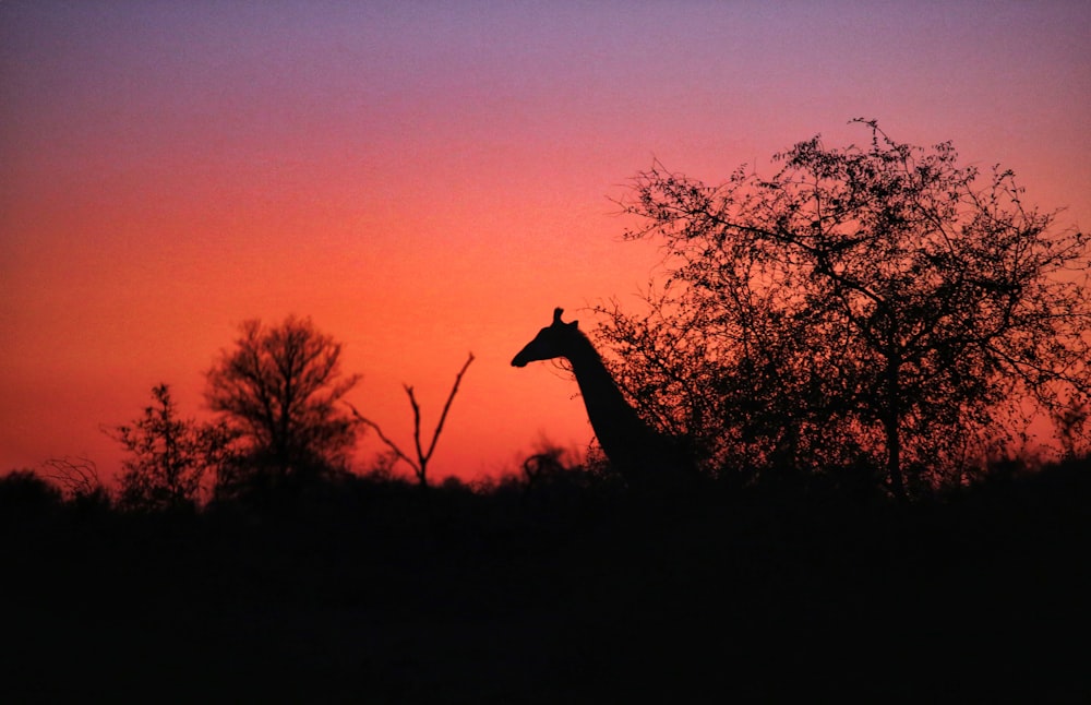 a silhouette of a giraffe in front of a sunset