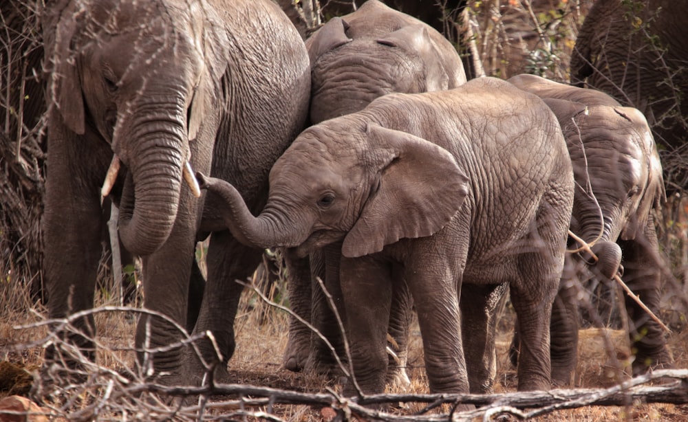 a group of elephants standing next to each other