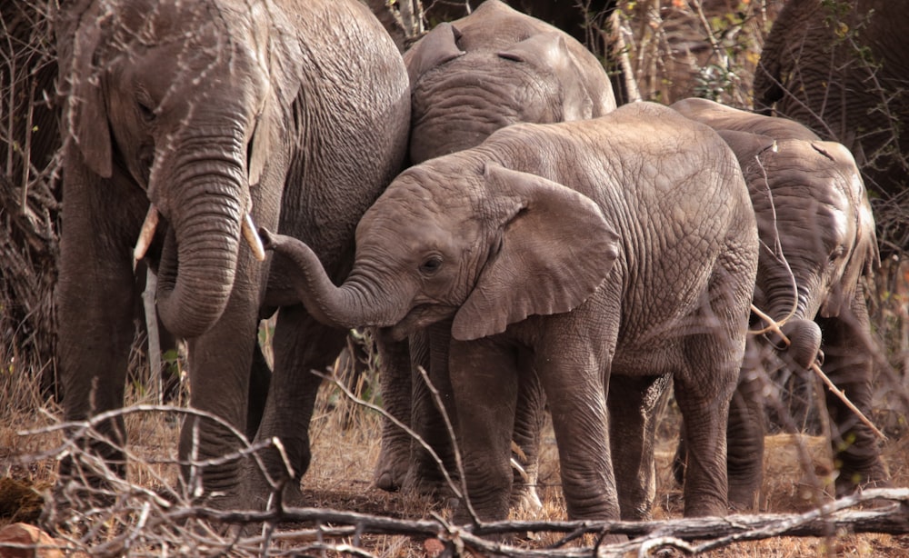 Un grupo de elefantes parados uno al lado del otro