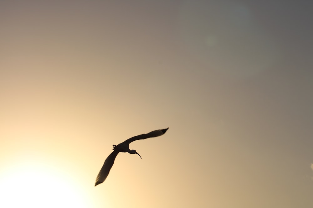 a bird flying in the sky at sunset